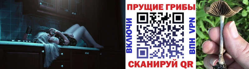 даркнет сайт  Петров Вал  Галлюциногенные грибы Psilocybine cubensis 